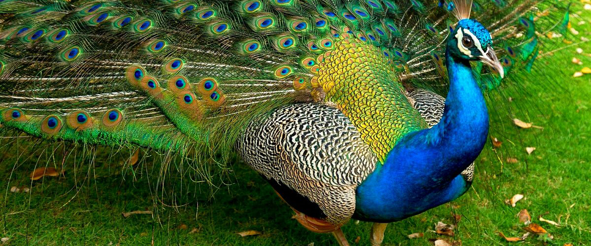 Фауна парка дендрарий Сочи