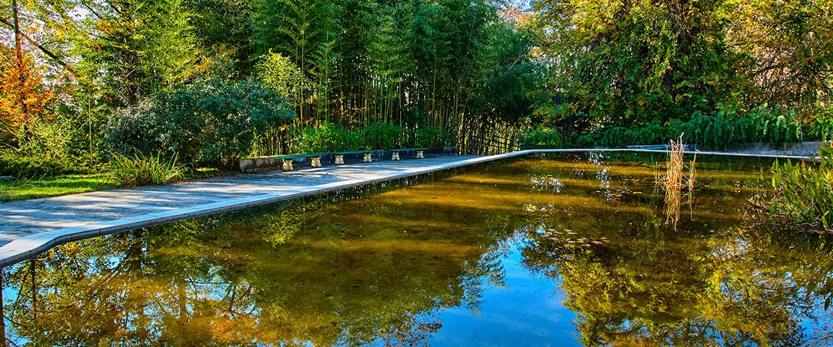 Пруд парк дендрарий Сочи