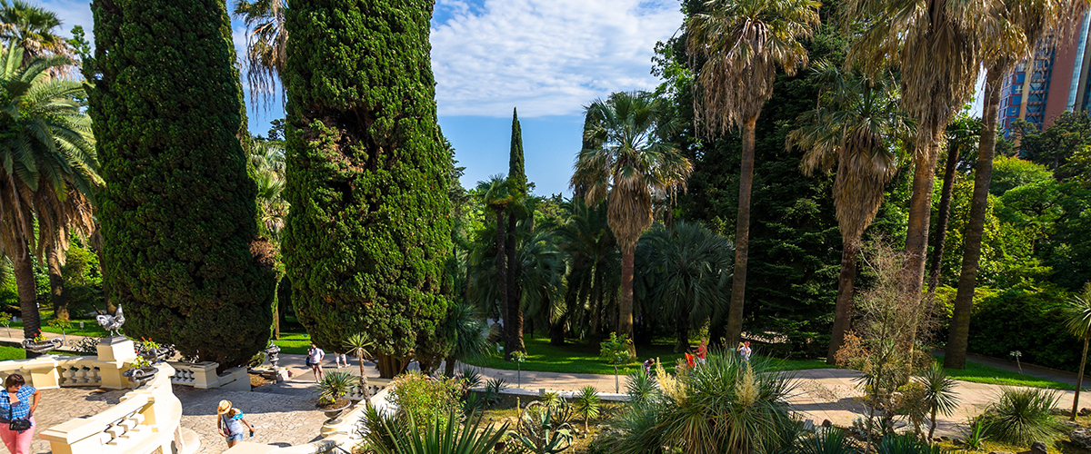 Пальмовая аллея дендрарий